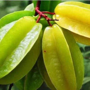 STAR FRUIT